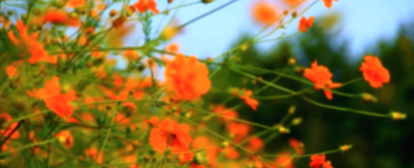 Primavera